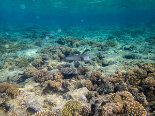 Cyclichthys spilostylus in a Red Sea coral reef