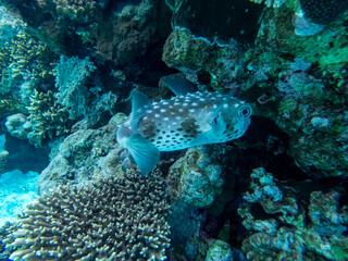 Naklejka na ściany i meble Cyclichthys spilostylus in a Red Sea coral reef