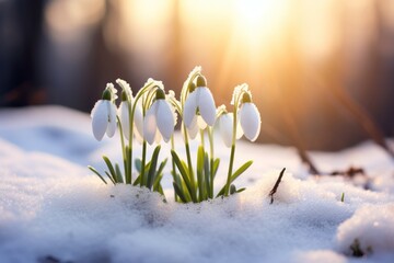 Group of Snowdrops in the Snow - obrazy, fototapety, plakaty