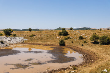 Lake for cattle and wild horses