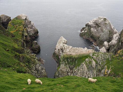 Hermaness National Nature Reserve. View on Muckle Flugga Lighthouse and Out Stack, the Northernmost Point of the United Kingdom. Shetland Islands. Scotland