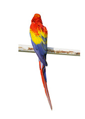 Scarlet Macaw (Ara macao) Beautiful multi-colored macaw parrot isolated on white background. This has clipping path.