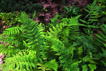 Green bushes for the background
