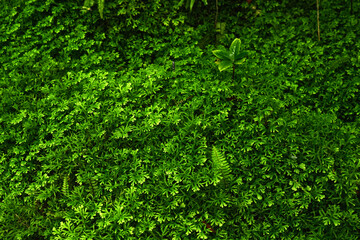 Green bushes for the background