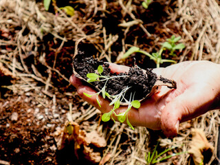 Planting organic green vegetables. No additives. Agriculture.