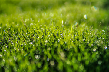 Close-up of Dew Drops