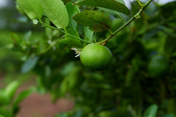 Obraz premium Fresh lime on tree branch 