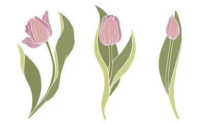 Set of autumn tulip flowers.Vector graphics.