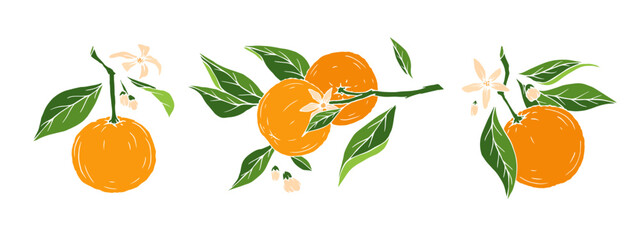 Set of branches of blossoming orange with fruits.Vector graphics.
