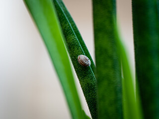 Chiocciola su Pianta Grassa