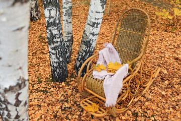 Rocking chair with pink plaid in autumn, birch grove. Soft focus