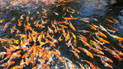 Naklejka na ściany i meble Koi fish or carp fish swimming in pond. koi fish waiting for food. pattaya beach,Thailand