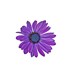 African daisy or Osteospermum isolated on white background, macro image, flat lay