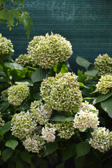 Green Hydrangea flowers in the garden. Changing colours of matured hydrangea flowers.