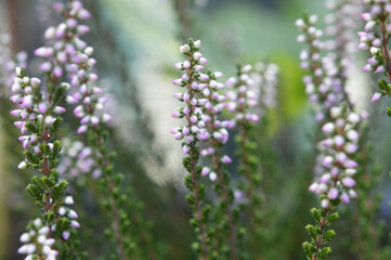 Obraz premium Calluna or Heather flowers background