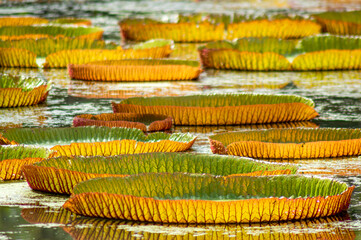 Background of giant waterlily pads