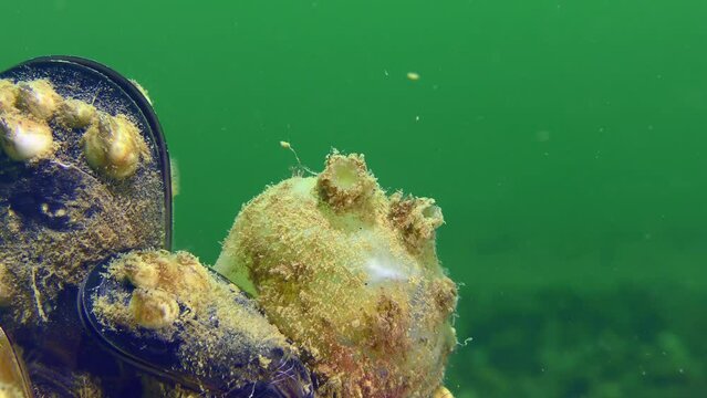 Tunicate Sea grapes (Molgula euprocta) opens its siphons to filter water, close-up.
