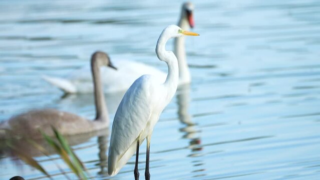 white egret stands by the water