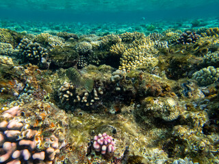 Naklejka na ściany i meble Unusually beautiful inhabitants of the coral reef of the Red Sea