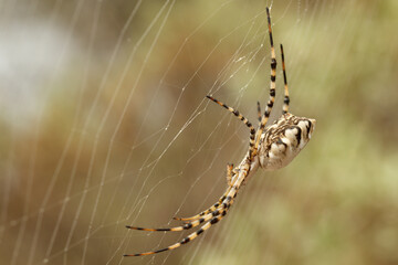 Toma de vista lateral de una araña Argiope lobata esperando que caiga una presa en la telaraña