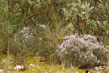 Mata de tomillo en el sotobosque rodeado de cistus, San Antonio de Alcoi, España