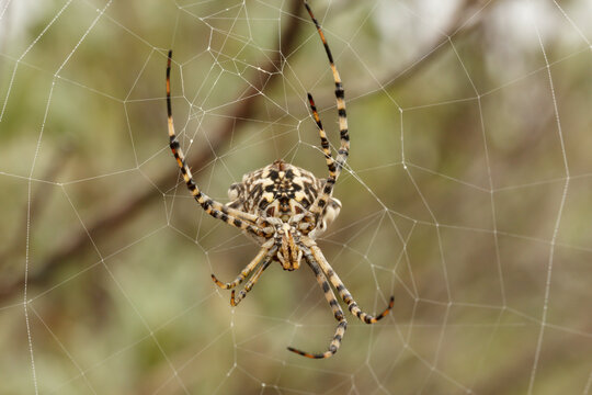 Araña Argiope lobata con patas delanteras derechas mas cortas seguramente por algún traumatismo 