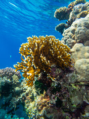 Naklejka na ściany i meble Unusually beautiful inhabitants of the coral reef of the Red Sea