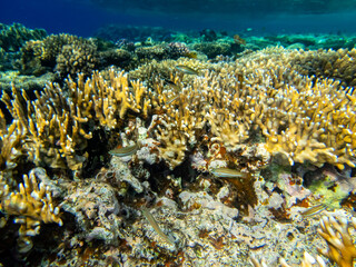 Unusually beautiful inhabitants of the coral reef of the Red Sea