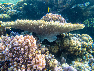 Unusually beautiful inhabitants of the coral reef of the Red Sea