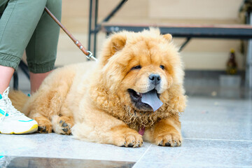 Big hairy dog breed chow chow close-up lying