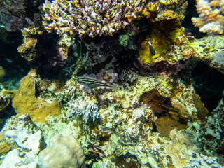 Unusually beautiful inhabitants of the coral reef of the Red Sea