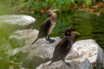 European shag (Phalacrocorax aristotelis desmarestii), a beautiful bird sitting on a stone near the sea in the evening, Istria, Croatia