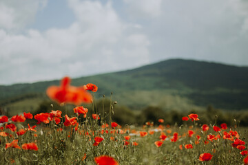 flower field, field of poppies against the sky, blooming poppies, floral background for postcard,...
