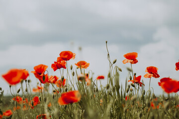 flower field, field of poppies against the sky, blooming poppies, floral background for postcard, Poppies have bright flowers with a black center that stand out against the blue sky;  