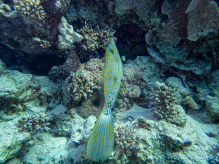 Unusually beautiful inhabitants of the coral reef of the Red Sea