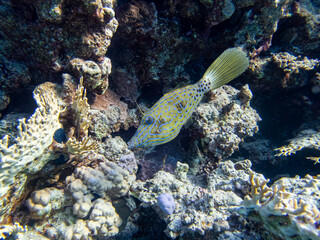 Unusually beautiful inhabitants of the coral reef of the Red Sea