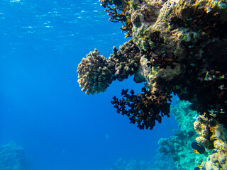 Unusually beautiful inhabitants of the coral reef of the Red Sea