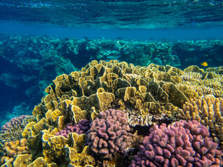 Unusually beautiful inhabitants of the coral reef of the Red Sea