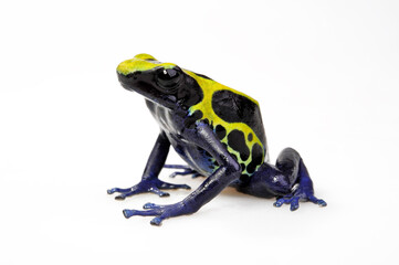 Dyeing poison dart frog // Färberfrosch (Dendrobates tinctorius) - Surinam