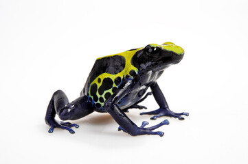 Färberfrosch // Dyeing poison dart frog (Dendrobates tinctorius) - Surinam