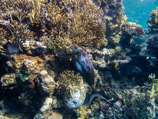 Unusually beautiful inhabitants of the coral reef of the Red Sea
