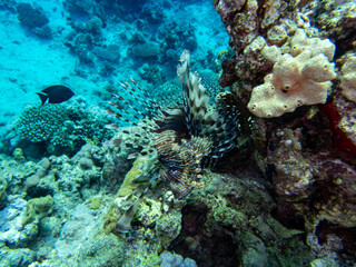 Fototapeta na wymiar Unusually beautiful inhabitants of the coral reef of the Red Sea