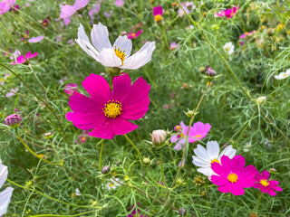 Floral background.Pink and white flowers. 