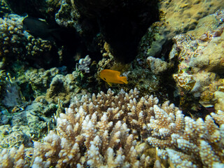 Unusually beautiful inhabitants of the coral reef of the Red Sea