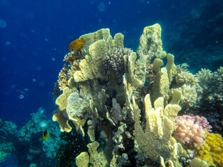 Unusually beautiful inhabitants of the coral reef of the Red Sea