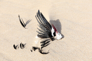 Dead pelican on a sandy beach