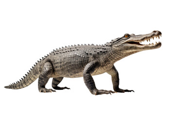 Obraz premium crocodile isolated in white
