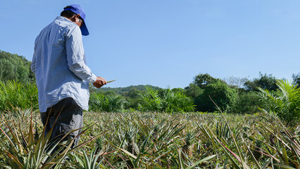 Senior Farmer standing in a vast pineapple field checking the quality of pineapples to get the desired results, farming concept and agricultural data collection © supakitmod