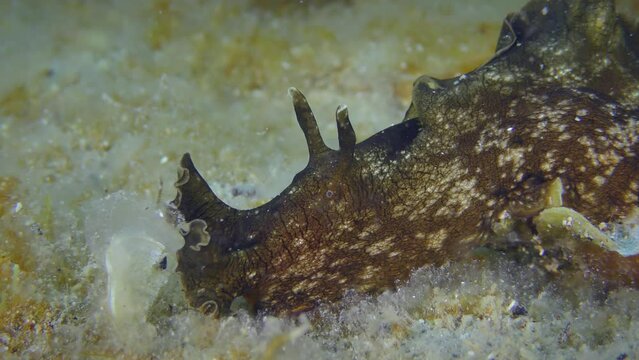 Mottled sea hare or Black seahare (Aplysia fasciata) crawls along the bottom eating algae, close-up.