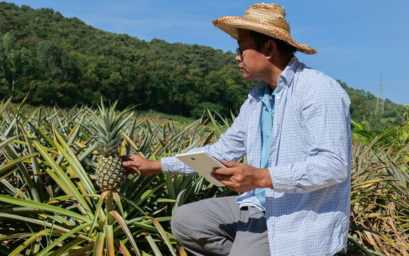 Senior Farmer inspecting the quality of pineapples in a large pineapple field to get the desired outcomes, farming idea, and gathering agricultural data.